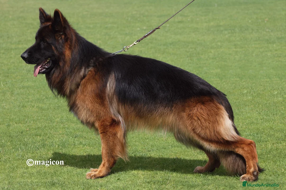 Pastor Alemán perros en venta: Competición y familia - Anuncio 6