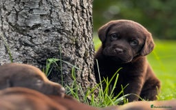 Labrador Retriever perros en venta: Cachorritos de labrador chocolate pedigrí  - Imagen 2