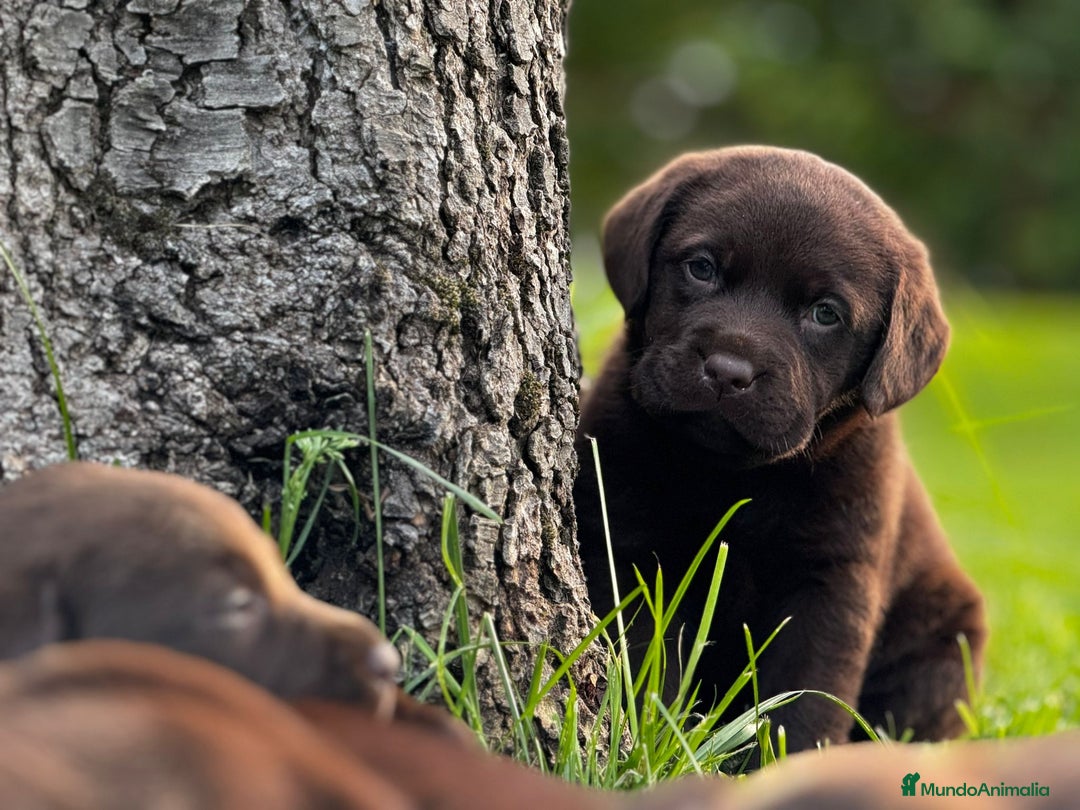 Labrador Retriever perros en venta: Cachorritos de labrador chocolate pedigrí  - Imagen 2