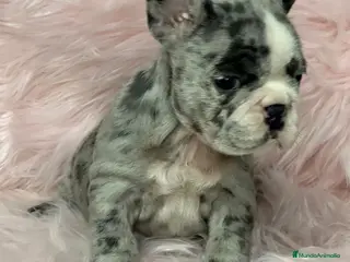 Bulldog Francés perros Bulldog merle hembra en Barcelona - Anuncio 4