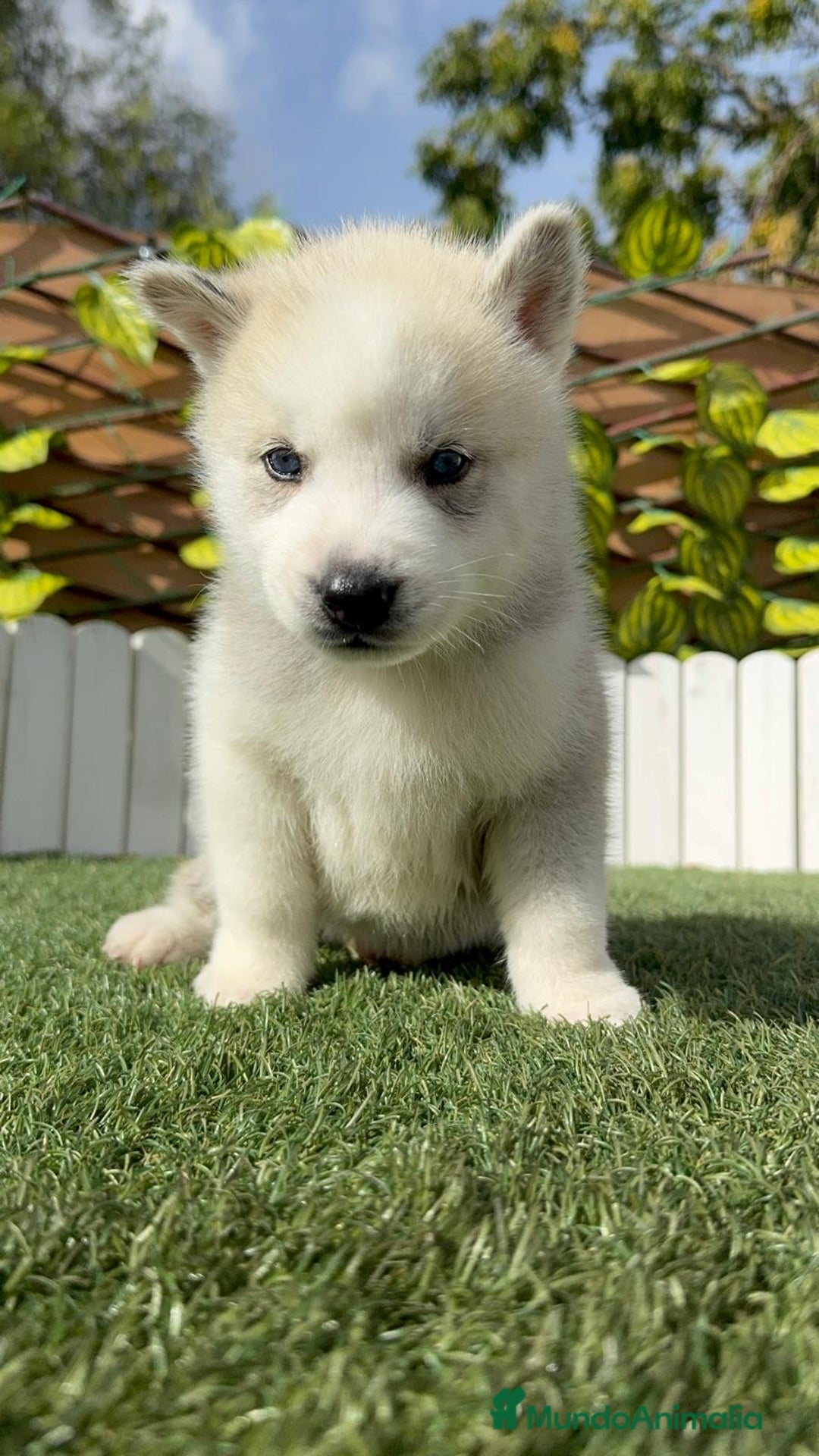 Husky Siberiano perros en venta: HUSKY - Imagen 28