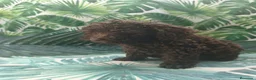 Perro de Agua Español perros en venta: Cachorros pda en Salamanca - Anuncio 8