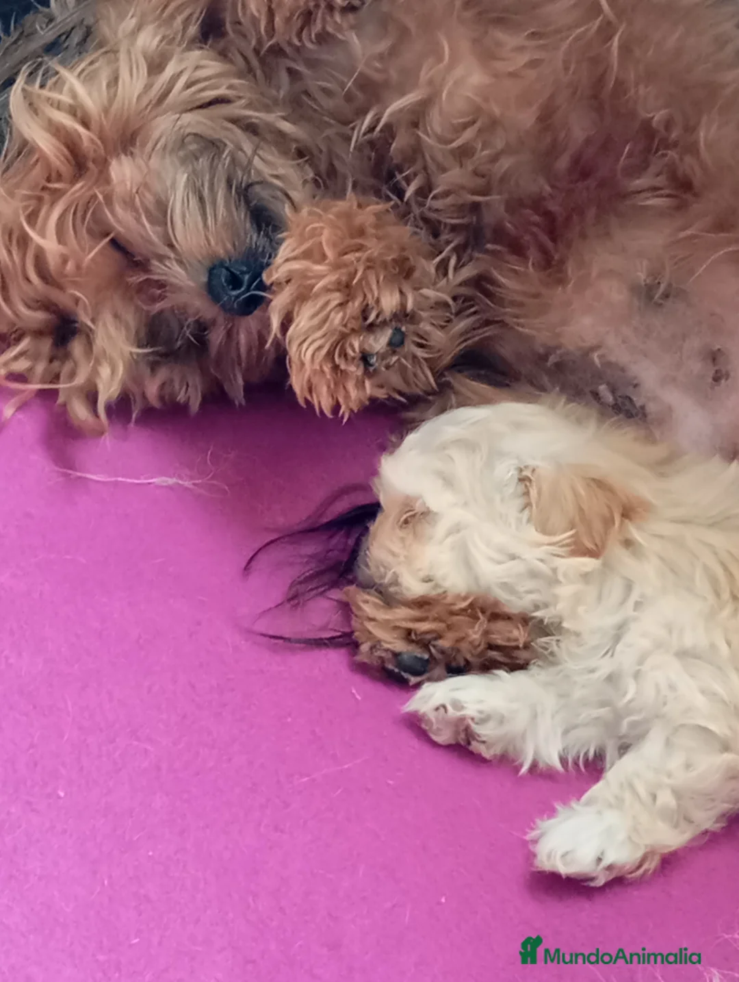 Raza Mixta perros en venta: Bichón maltés maltipoo - Anuncio 2