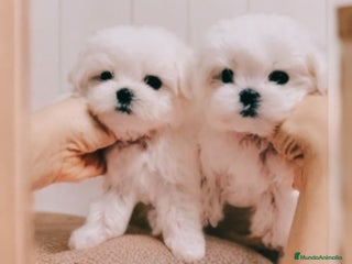 Bichón Maltés perros - Anuncio 2