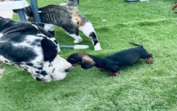 Teckel Miniatura perros en venta: Cachorritos de teckel - Imagen 5