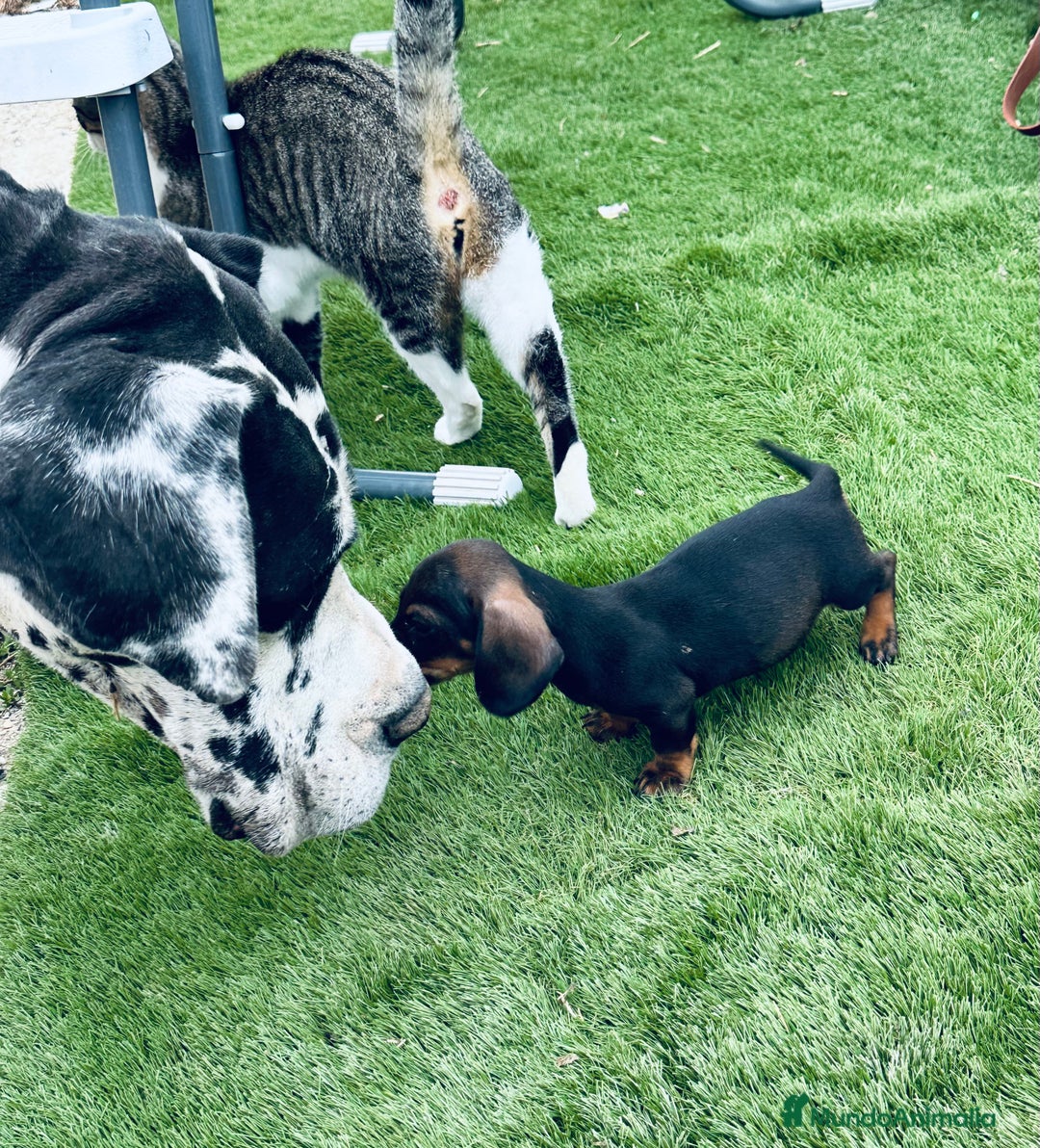 Teckel Miniatura perros en venta: Cachorritos de teckel - Imagen 5