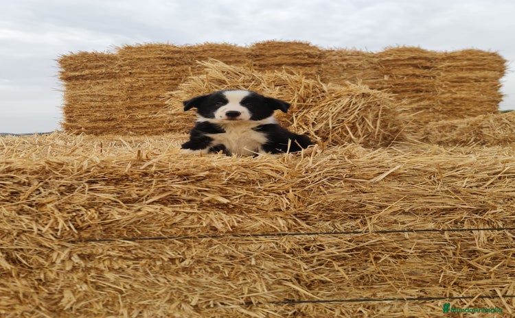 Border Collie perros en Málaga - Anuncio 2