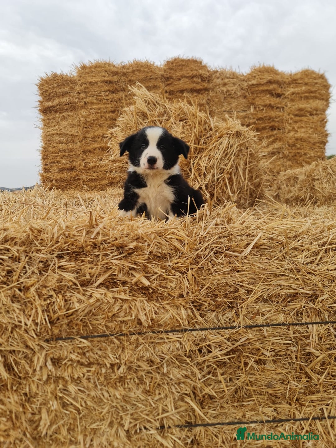 Border Collie perros en venta: Border Collie camada en Málaga - Imagen 1
