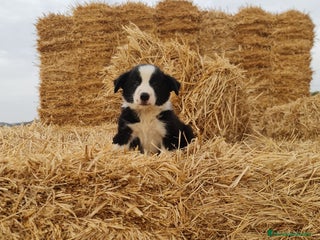 Border Collie perros en Málaga - Anuncio 2