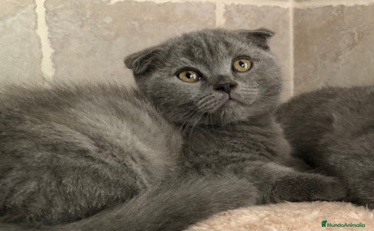 Scottish Fold gatos - Anuncio 2