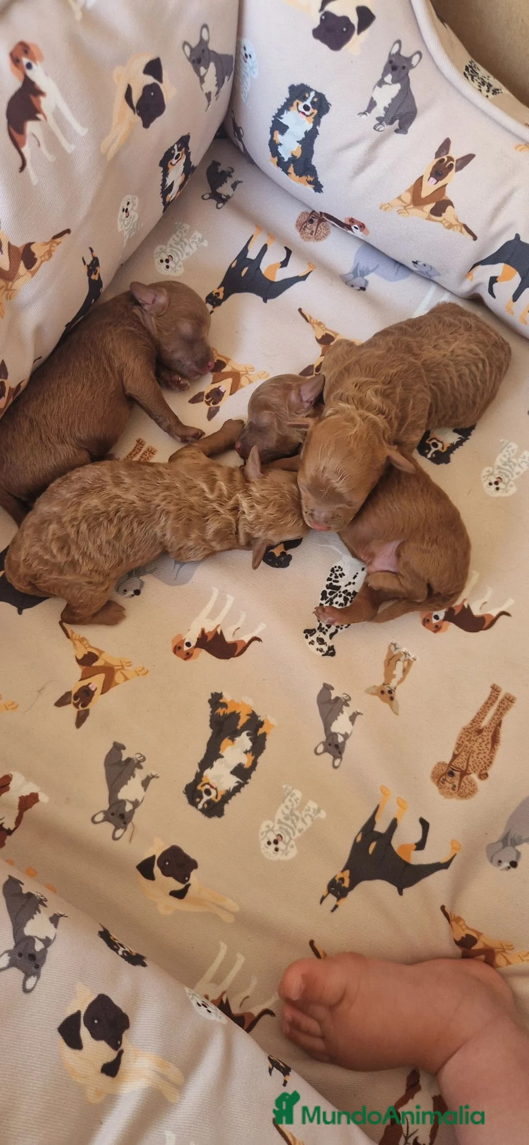 Caniche Toy perros en venta: Caniche Toy  - Anuncio 2