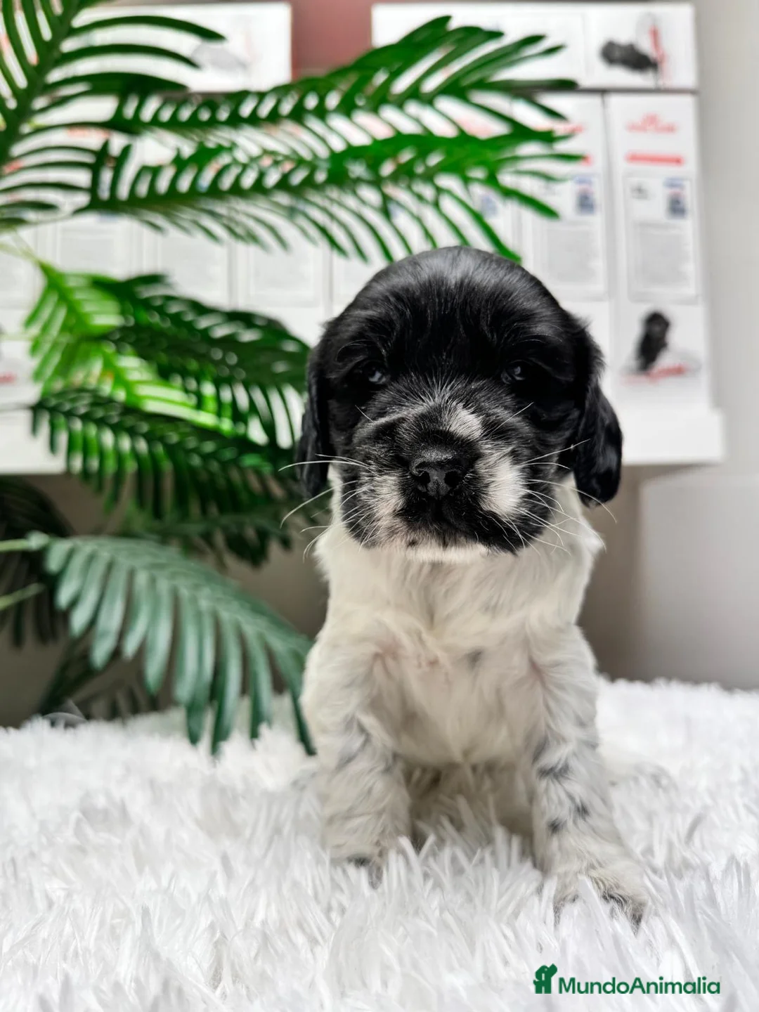 Cocker Spaniel Inglés perros en venta: COCKER SPANIEL INGLES - Anuncio 17