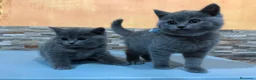 Británico de Pelo Corto gatos en venta: British shorthair  - Anuncio 3