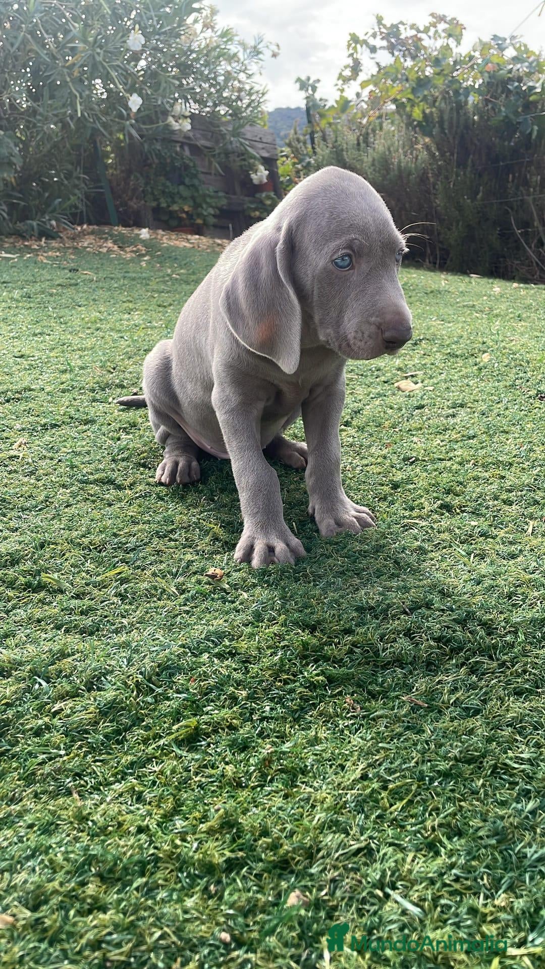 Weimaraner perros Weimar  - Anuncio 3