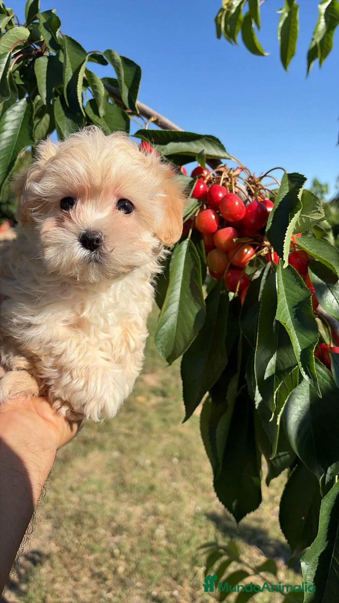 Maltipoo perros en venta: Maltipoo macho !!! - Anuncio 2