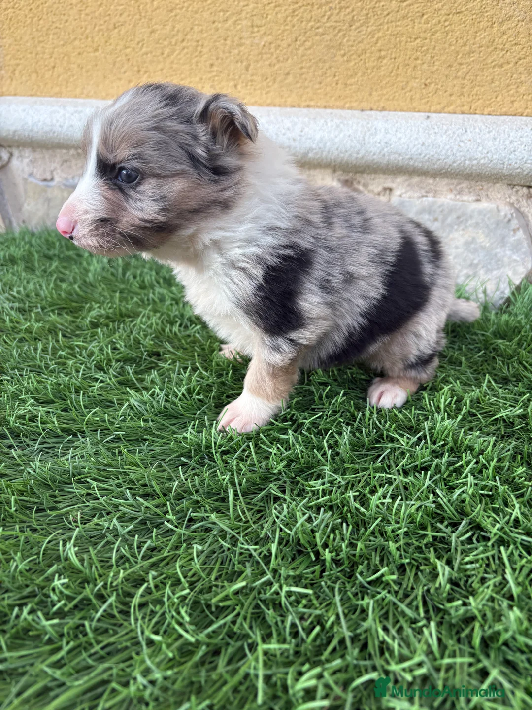 Border Collie perros en venta: Cachorro Border collie Merle macho  - Anuncio 3