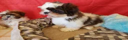 Shih Tzu perros en venta: SHIH TZUS EXCLUSIVOS  - Anuncio 5