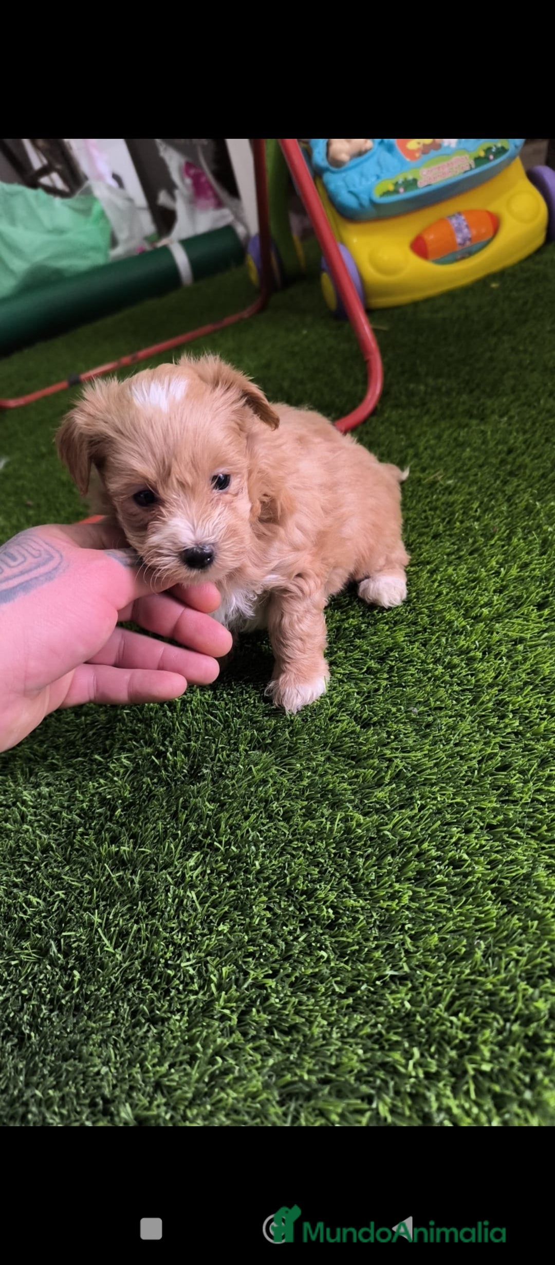Maltipoo perros en venta: PRECIOSAS MALTIPOO MINI  - Anuncio 2
