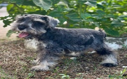 Schnauzer Miniatura perros en venta: SCHNAUZER MINIATURA ESPECTACULAR - Imagen 3