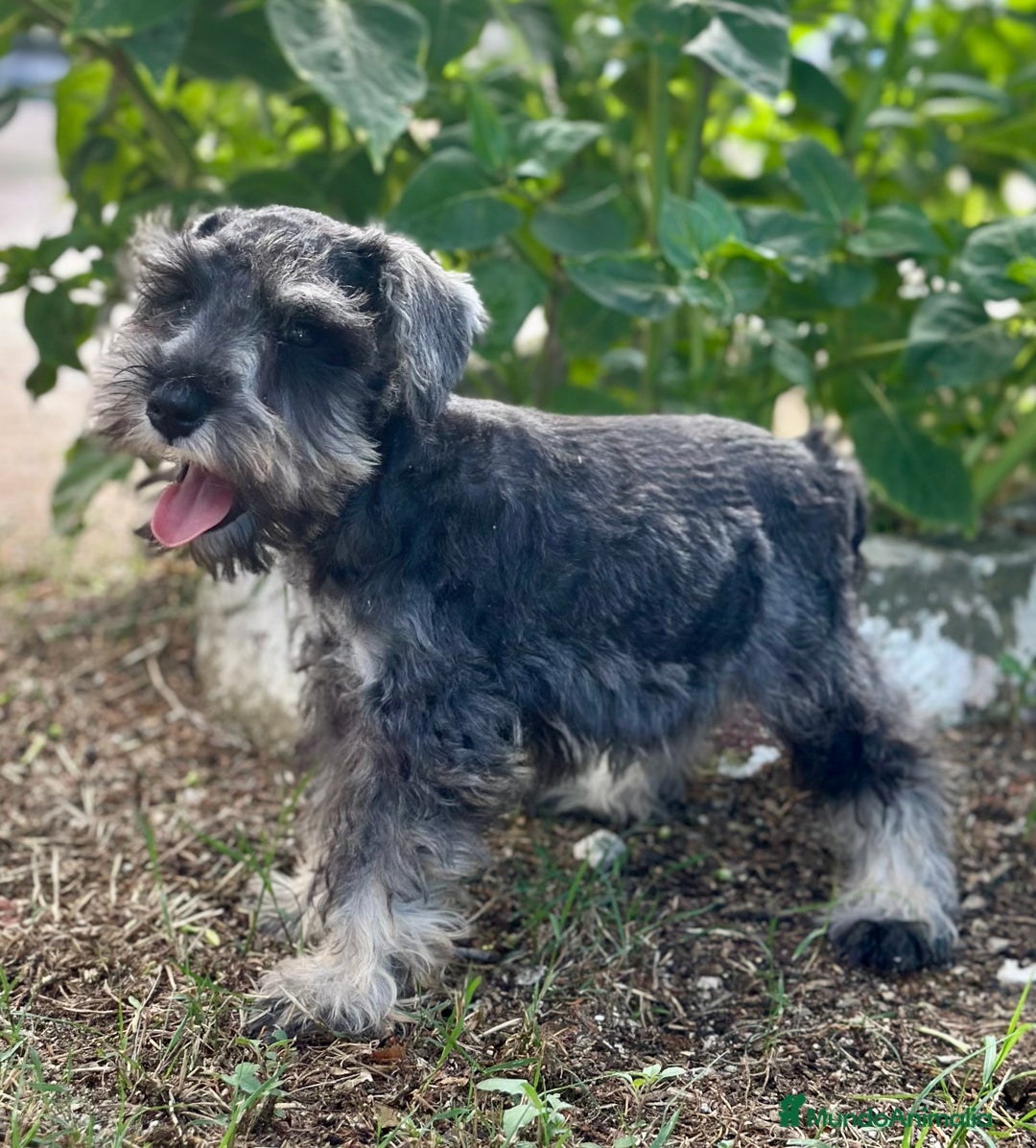 Schnauzer Miniatura perros en venta: SCHNAUZER MINIATURA ESPECTACULAR - Imagen 3