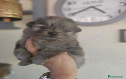 Pomerania perros en venta: EJEMPLARES DE POMERANIA  - Imagen 1