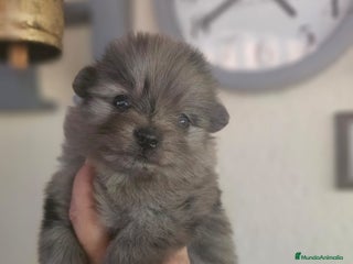 Pomerania perros EJEMPLARES DE POMERANIA - Anuncio 31