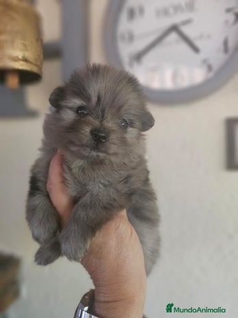 Pomerania perros EJEMPLARES DE POMERANIA - Anuncio 4