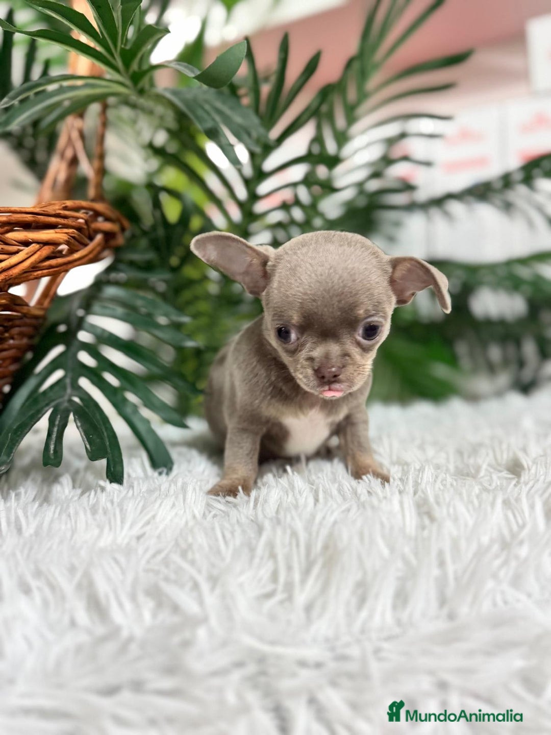 Chihuahua perros en venta: CHIHUAHUA MACHO LILAC AND TAN - Anuncio 12
