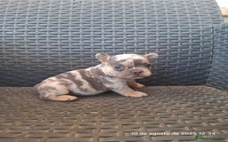 Bulldog Francés perros en venta: Cachorras de bulldog - Imagen 5
