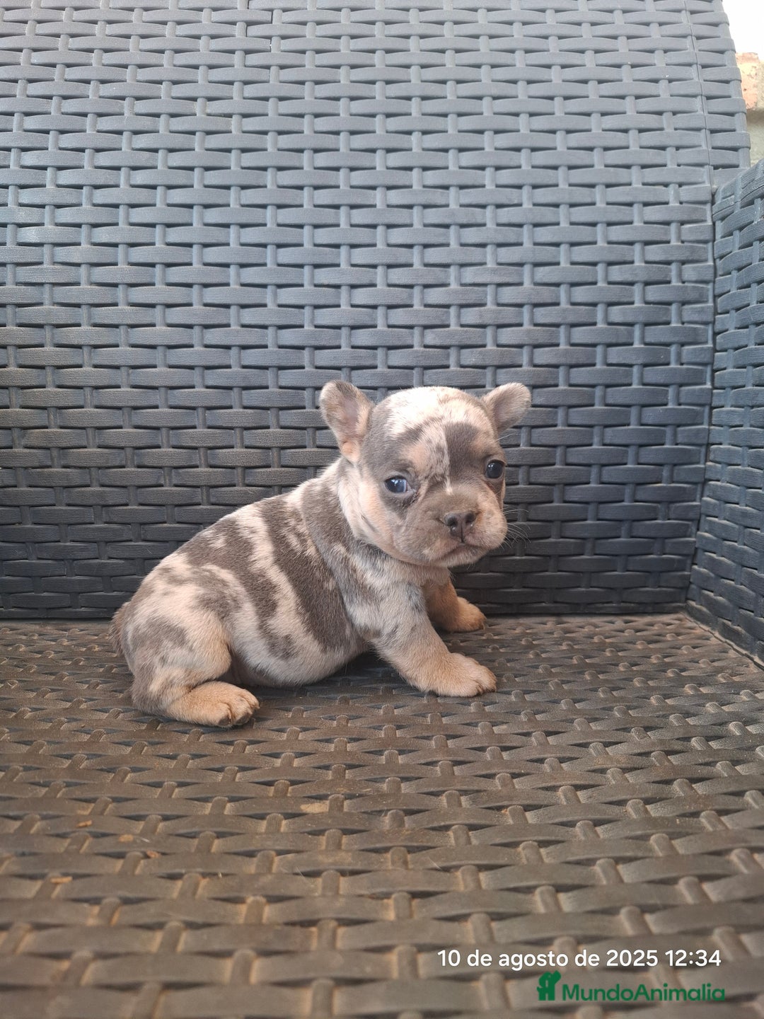 Bulldog Francés perros en venta: Cachorras de bulldog - Imagen 5