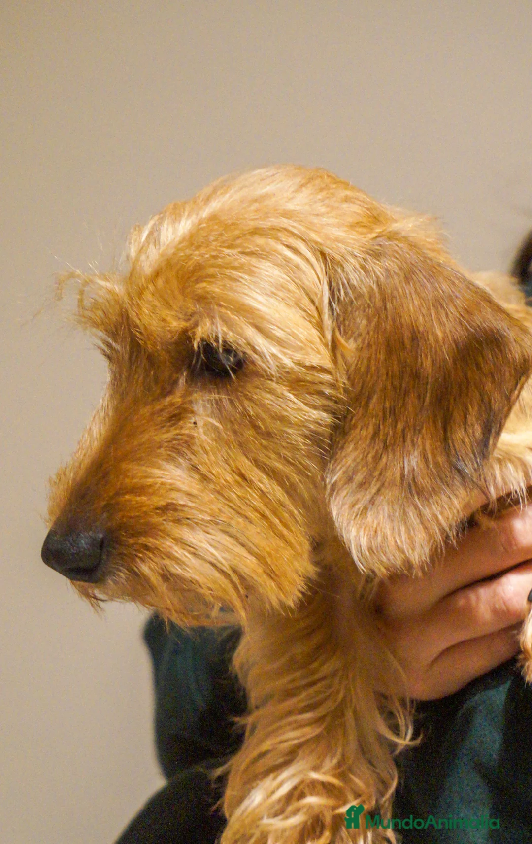 Imagen de galería {{count}}