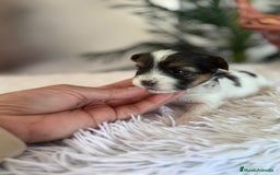 Yorkshire Terrier perros en venta: YORKSHIRE BIEWER - Anuncio 2