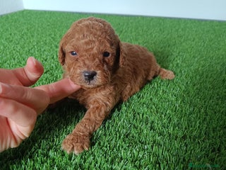 Caniche Toy perros - Anuncio 1