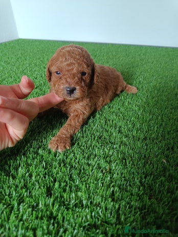 Caniche Toy perros - Anuncio 1