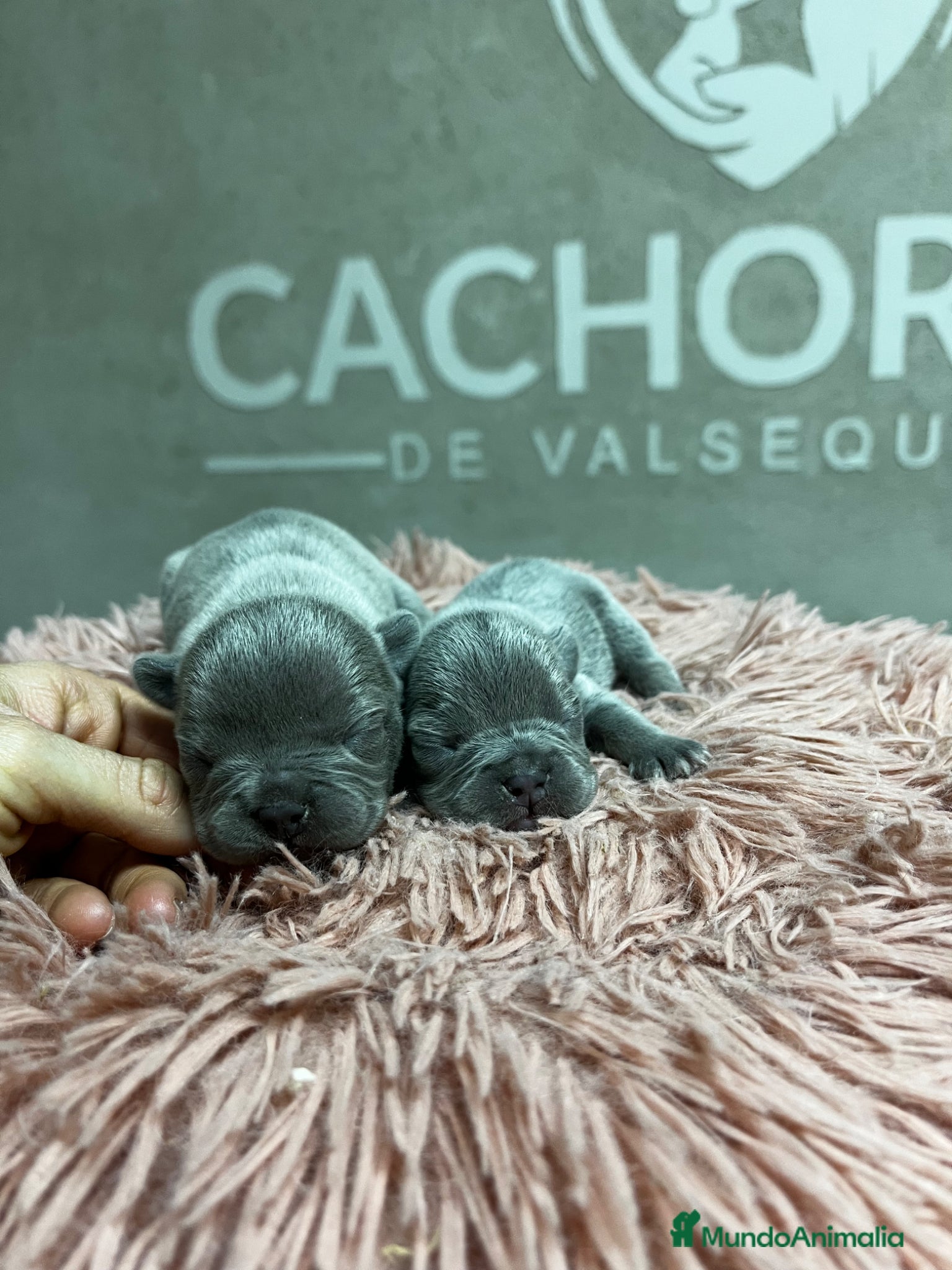 Bulldog Francés perros Bulldog francés  - Anuncio 2