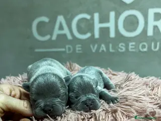 Bulldog Francés perros Bulldog francés - Anuncio 7