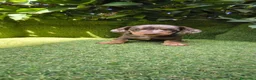 Teckel Miniatura perros en venta: teckel miniatura arlequín chocolate varios colores - Anuncio 26