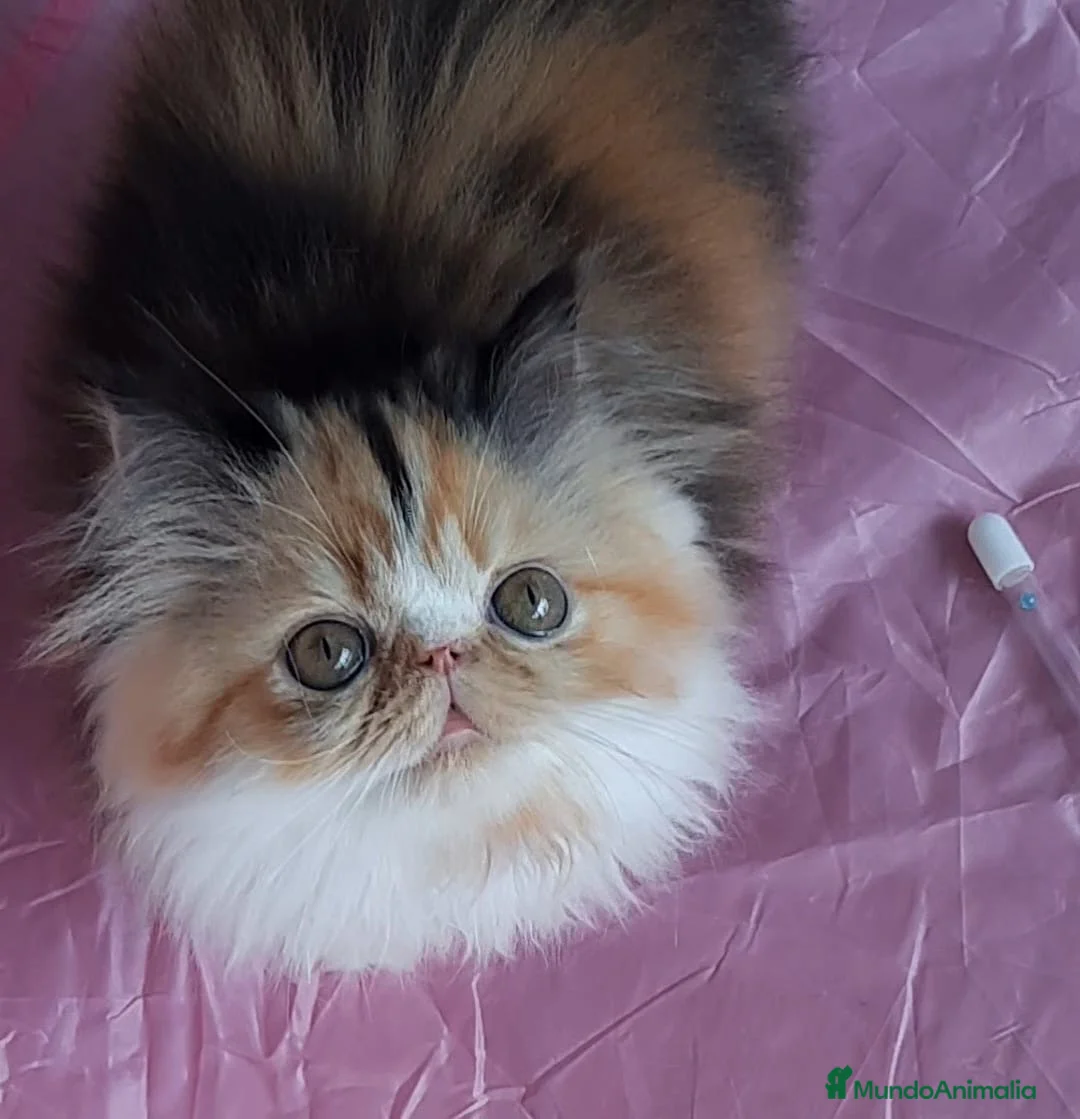 Himalayo gatos en venta: GATOS PERSAS HIMALAYOS  en Murcia - Anuncio 6