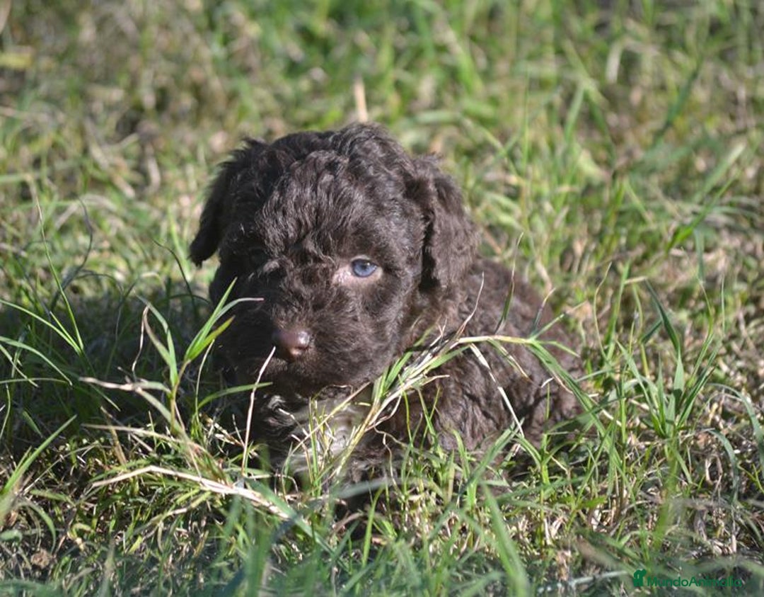 Perro de Agua Español perros en venta: Camada perro de agua español  - Anuncio 8