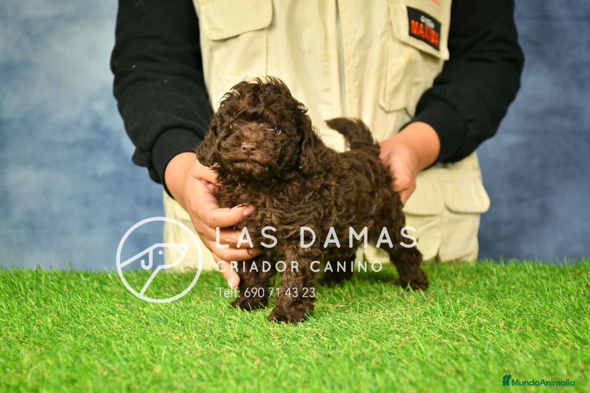 Caniche Toy perros Machos caniche toy chocolate. - Anuncio 3
