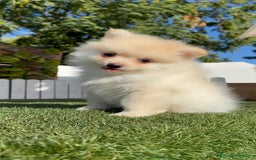 Pomerania perros en venta: POMERANIA - Imagen 18