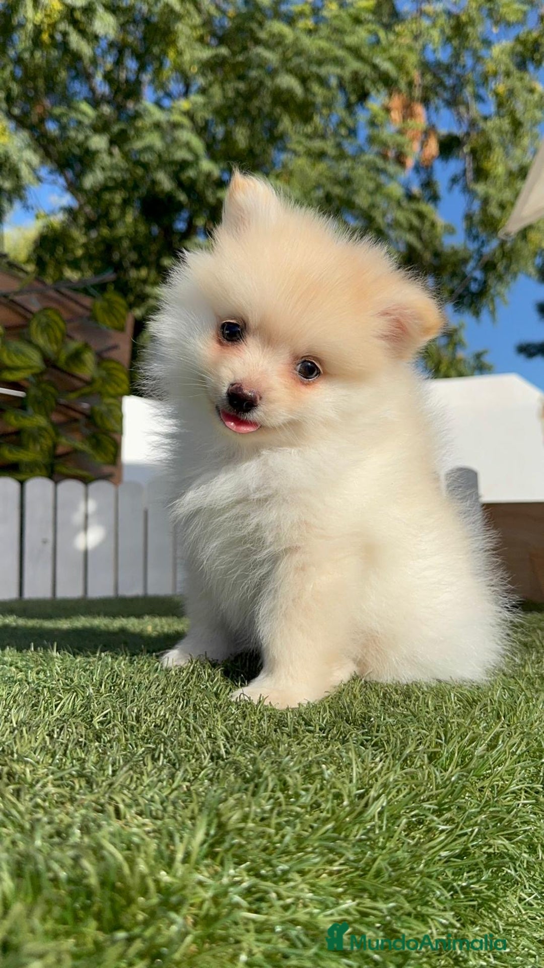 Pomerania perros en venta: POMERANIA - Imagen 18