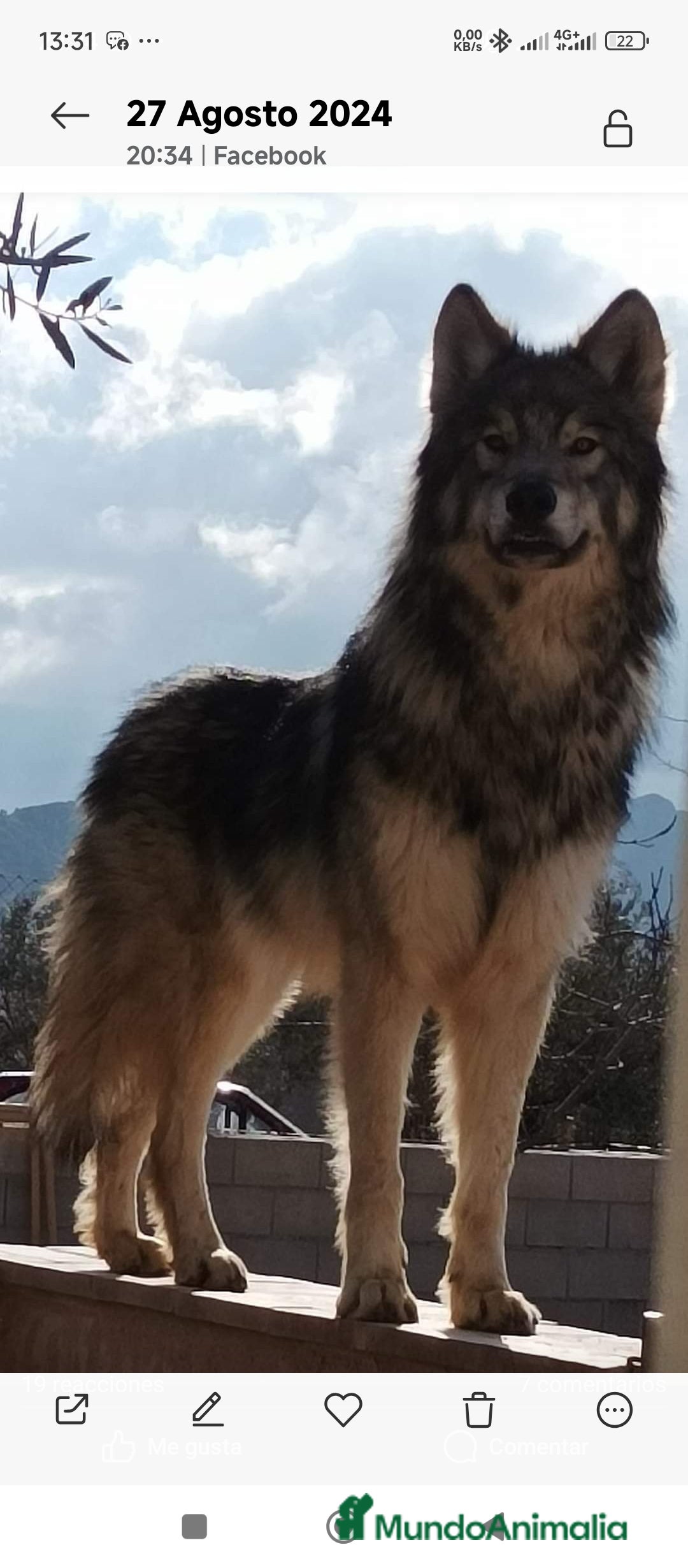 Otras razas perros Preciosa cachorrita de perro lobo americano  - Anuncio 1