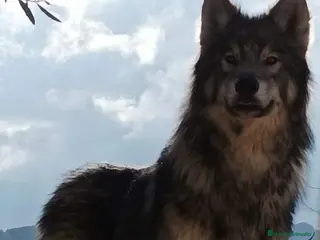 Otras razas perros Preciosa cachorrita de perro lobo americano - Anuncio 1