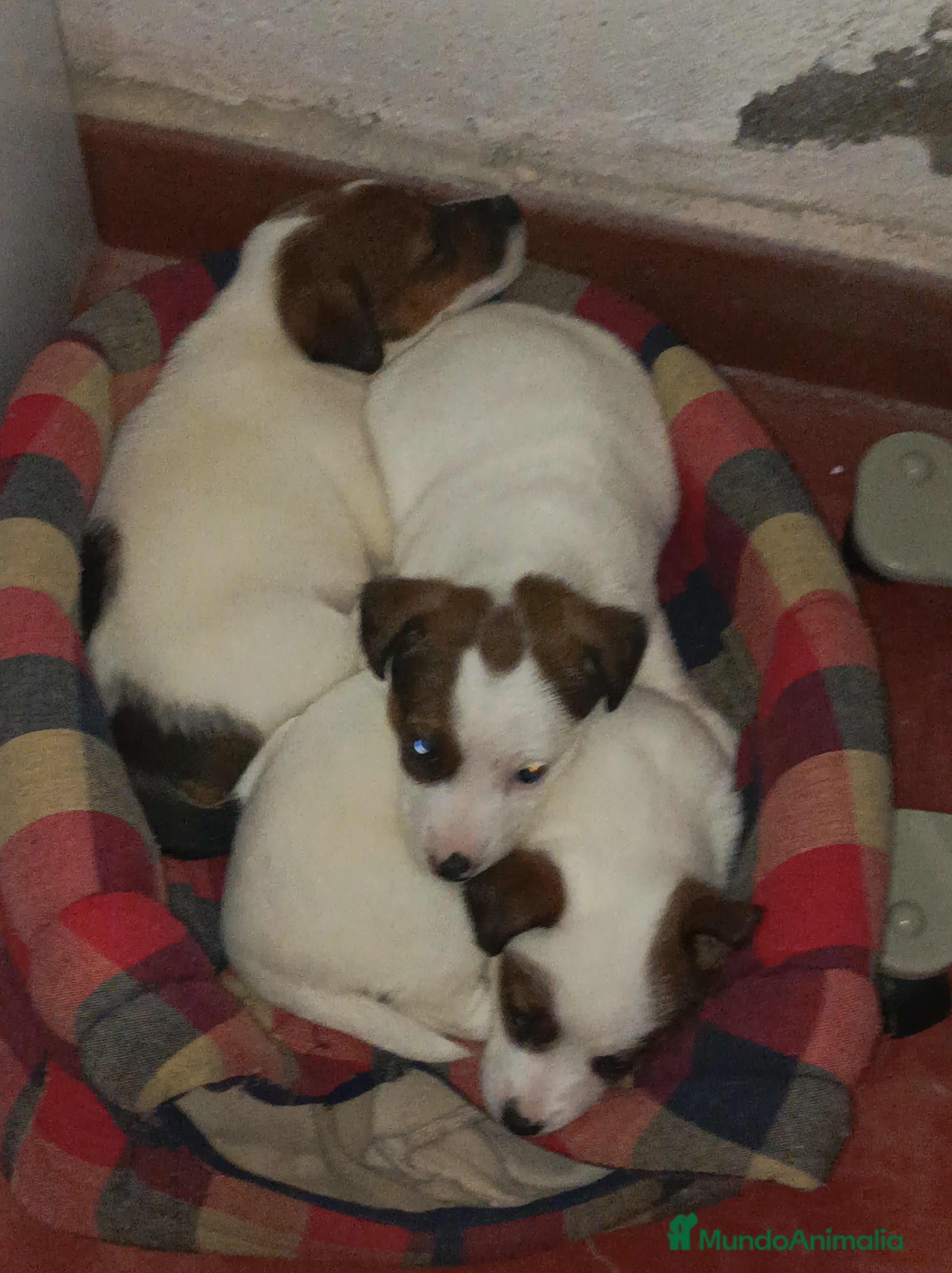Jack Russell Terrier perros Jack Russell Madrid  - Anuncio 36