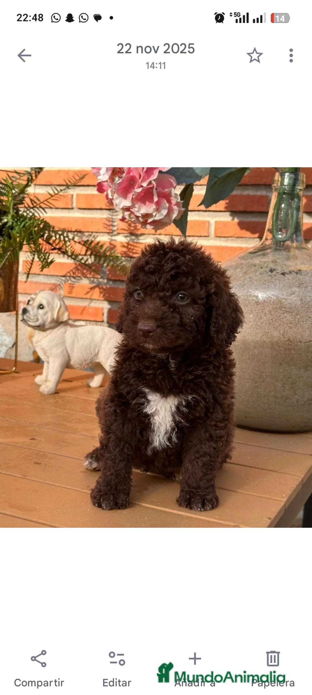 Perro de Agua Español perros en venta: Camada perro de agua español - Anuncio 2