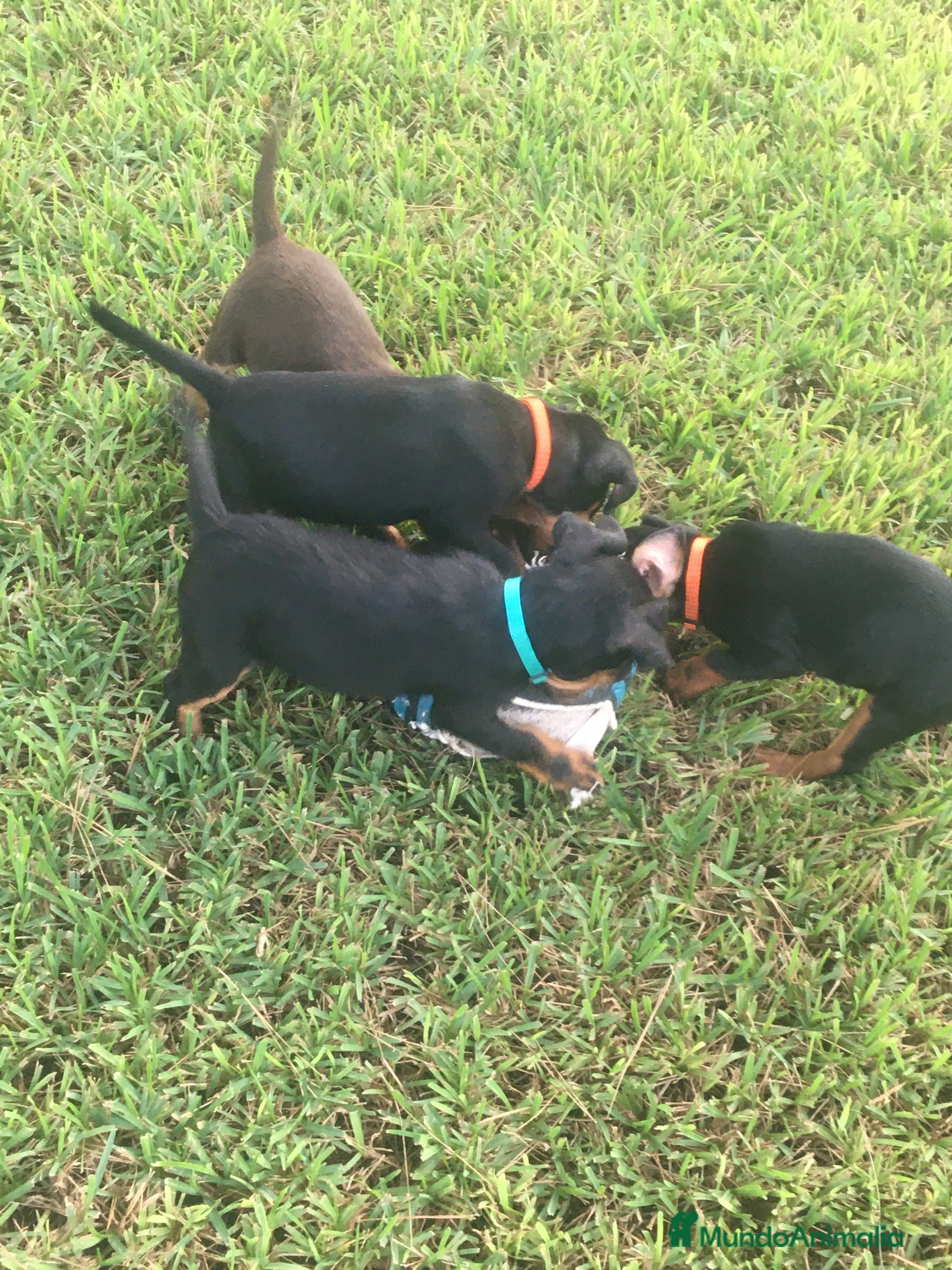 Terrier Alemán de Caza perros Cachorros de Jagd Terrier - Anuncio 2