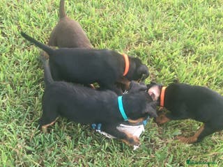 Terrier Alemán de Caza perros Cachorros de Jagd Terrier - Anuncio 2