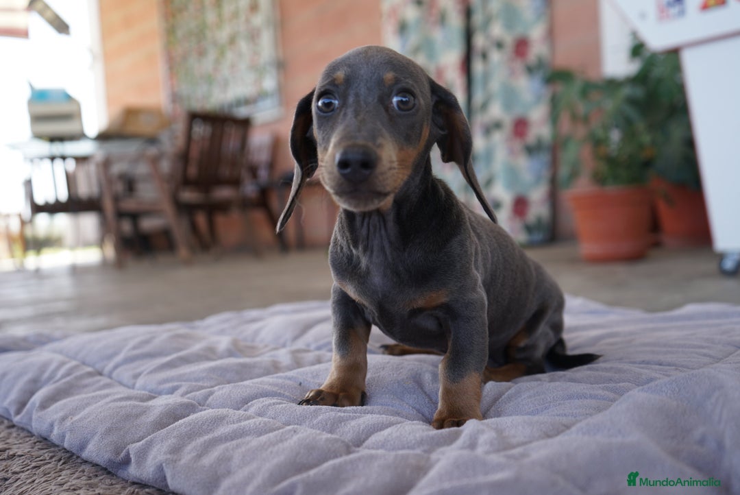 Teckel Miniatura perros en venta: 🔹 TECKEL MINIATURA 🔹 - Imagen 8