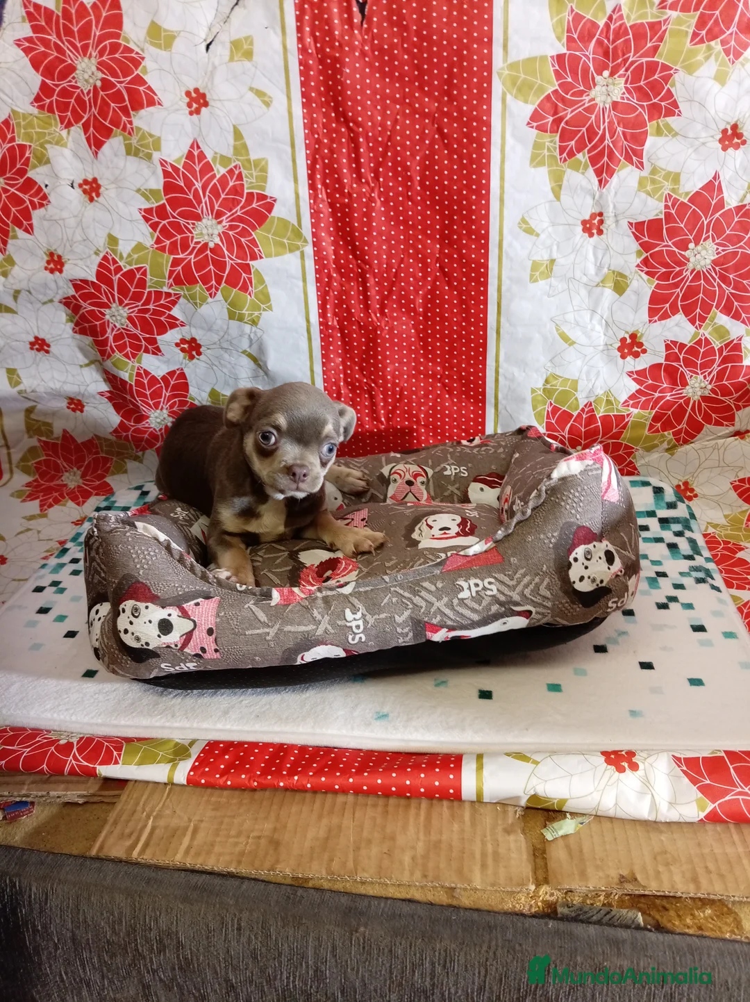 Chihuahua perros en venta: Chihuahua - Anuncio 7